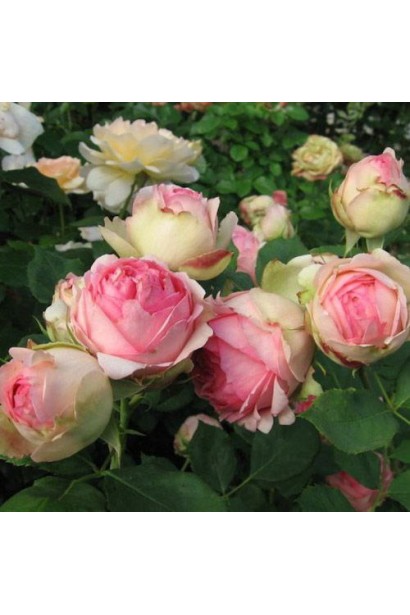 Англійська троянда First Lady у квітнику